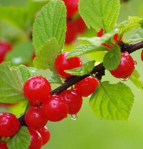 Вишня войлочная Салют