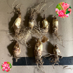 тубероза Черри (Polianthes tuberosa NCYU Cherry) — пора высаживать