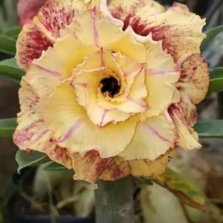 Адениум обесум 309 Musella