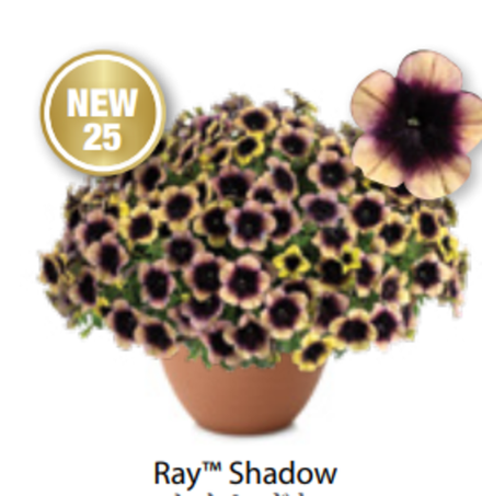 Новинка 2025 Петуния Ray Shadow ОКС укорененные черенки 1-12 марта