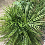 Осока куст 60 см.