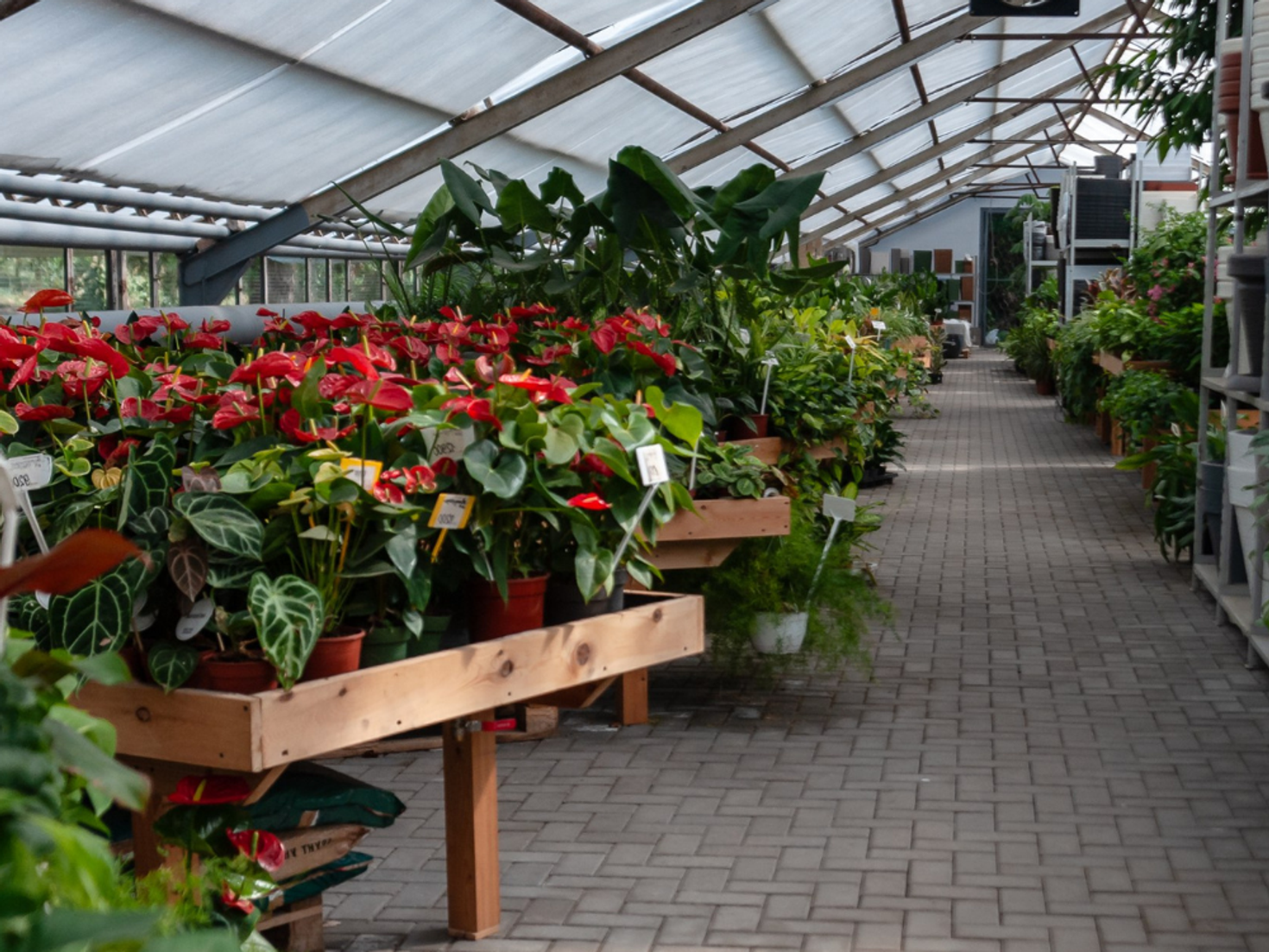 Садовый Центр и питомник тропических растений «Nicole»