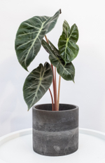 Alocasia Pink Dragon лист