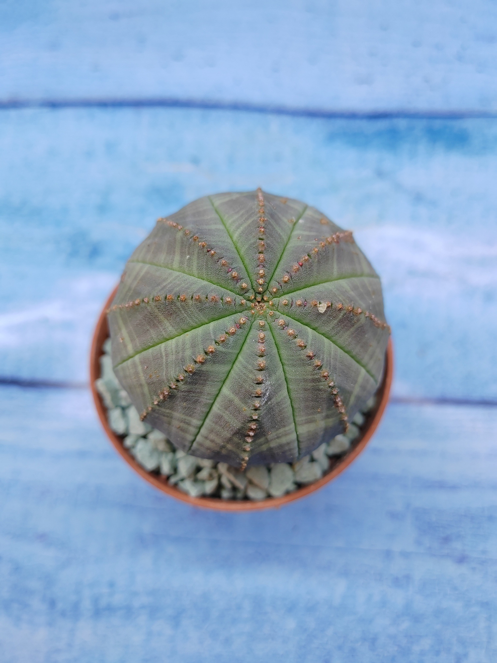 Euphorbia Obesa (Эуфорбия)
