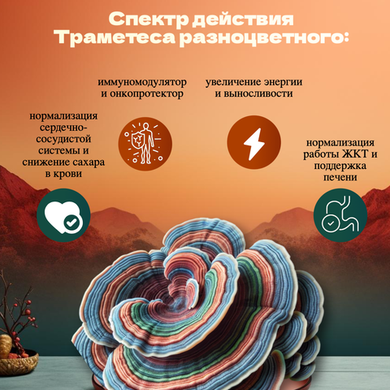 Траметес разноцветный (Trametes versicolor)