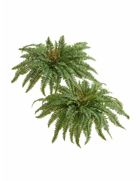 Папоротник Бостон Новый натуральный зеленый