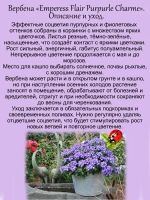 Вербена Орчарование Пурпурной Императрицы полуампельная