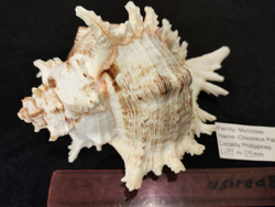 Мурекс Рамозус 135-250 мм