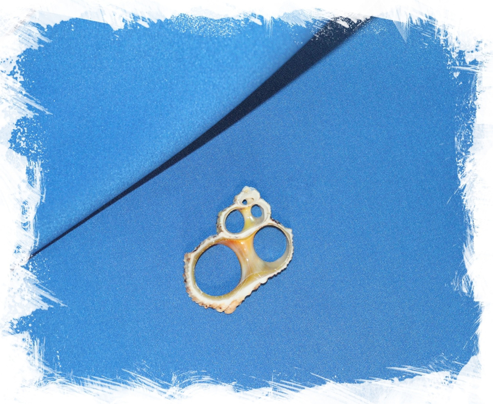 Срез из морской ракушки Турбо голд для украшений. Купить