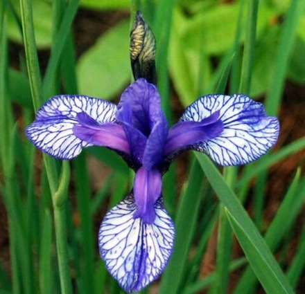 Ирис сибирский Флайт оф Баттерфлайс С2