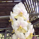 Ванда V NAKONSAWAN BELL X TUBTIM