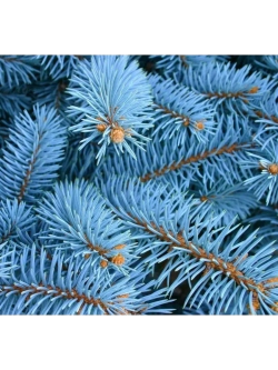 Ель Голубая Неон, Семена, 20 шт