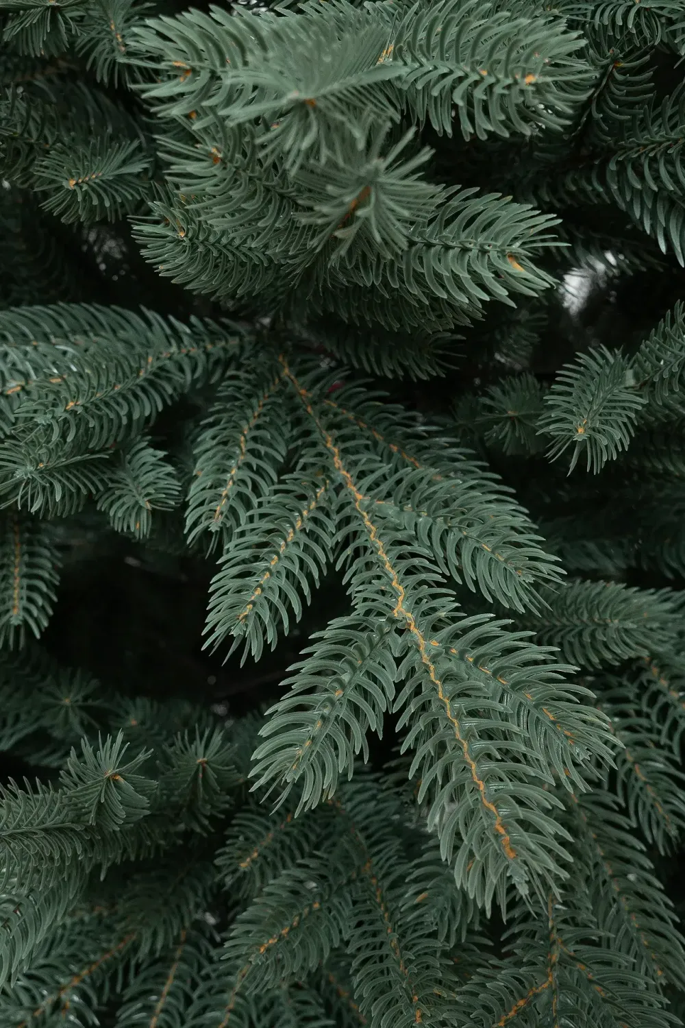 Голубая искусственная ель «Балтийская» (Литая хвоя) 210 см / 2,1 м