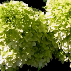 Гортензия метельчатая Би Грин (7/8 вет) Закупка М59 апрель 2026