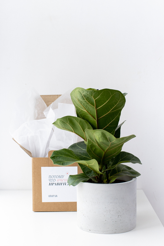 Подарочный комплект с Фикусом Лирата Бамбино  h 35cm