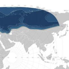 Газпром Ямал-402 Кu-диапазон, оборудование (до 20 Мбит/с)