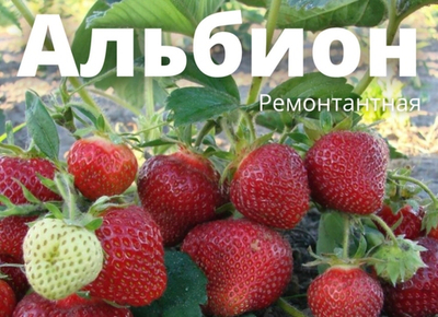 САЖЕНЦЫ РЕМОНТАНТНОЙ КЛУБНИКИ АЛЬБИОН