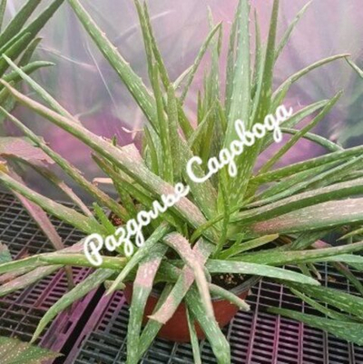 Алоэ Вера (горшок 3л)