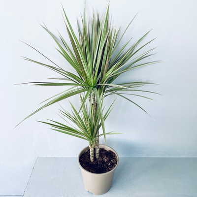 Драцена "Маргината" (2 ствола)