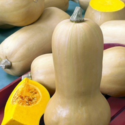 Тыква Матильда F1 5шт Мировые Семена VITA GREEN