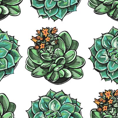Зеленые суккуленты на белом фоне. Нарисованы от руки.