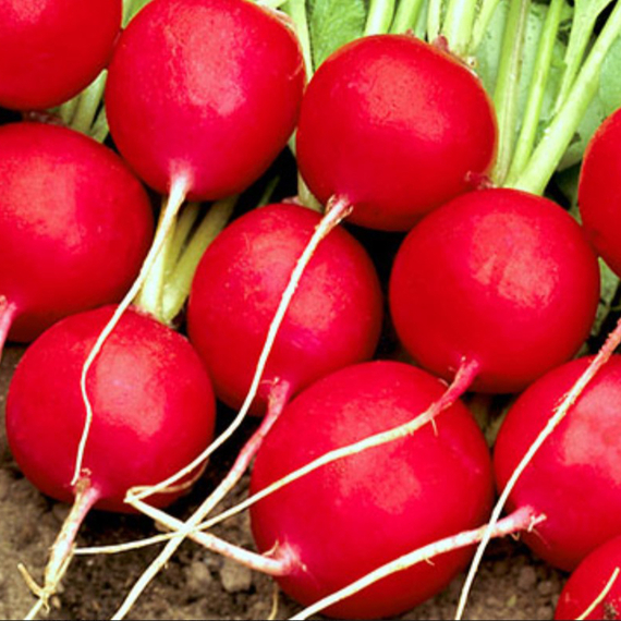 СЕЛЕСТА F1 семена редиса (Enza Zaden | Alexagro) – фото 4