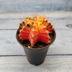 Gymnocalycium Variegata (Гимнокалициум Вариегатный)