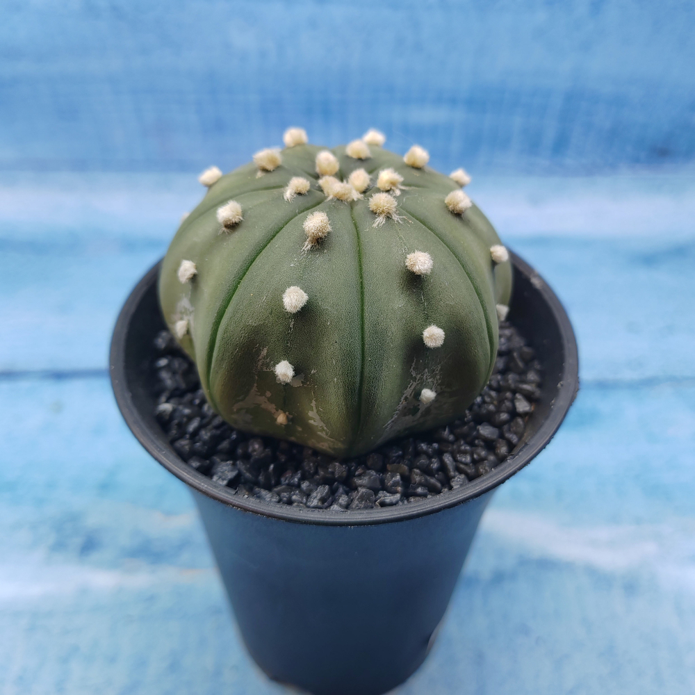 Astrophytum Asterias (Астрофитум)
