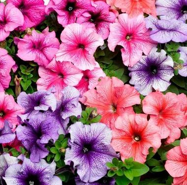 S60159 Петуния кустовая Multiflora MIRAGE MIX 1000 шт.