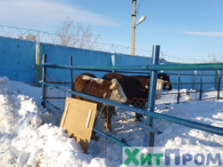 Комплекс убоя и переработки КРС до 20 голов/смена и МРС до 200 голов/смена. р. Татарстан