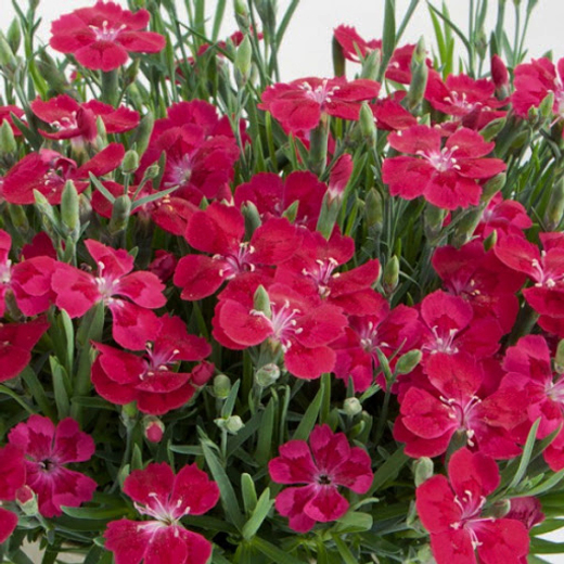 Гвоздика гибридная Пиллоу Маджента Р9 Закупка М36 получение май-июнь 2026