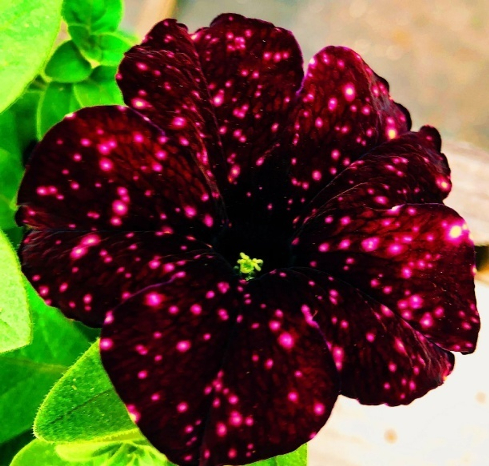 ЕВРО Петуния Sturtunia Thunderstorm укореннный черенок ОКС февраль 26 Volmary