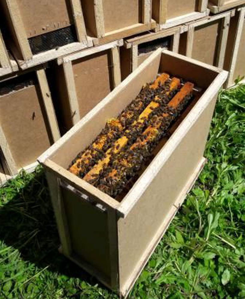 Что нужно, чтобы стать пчеловодом