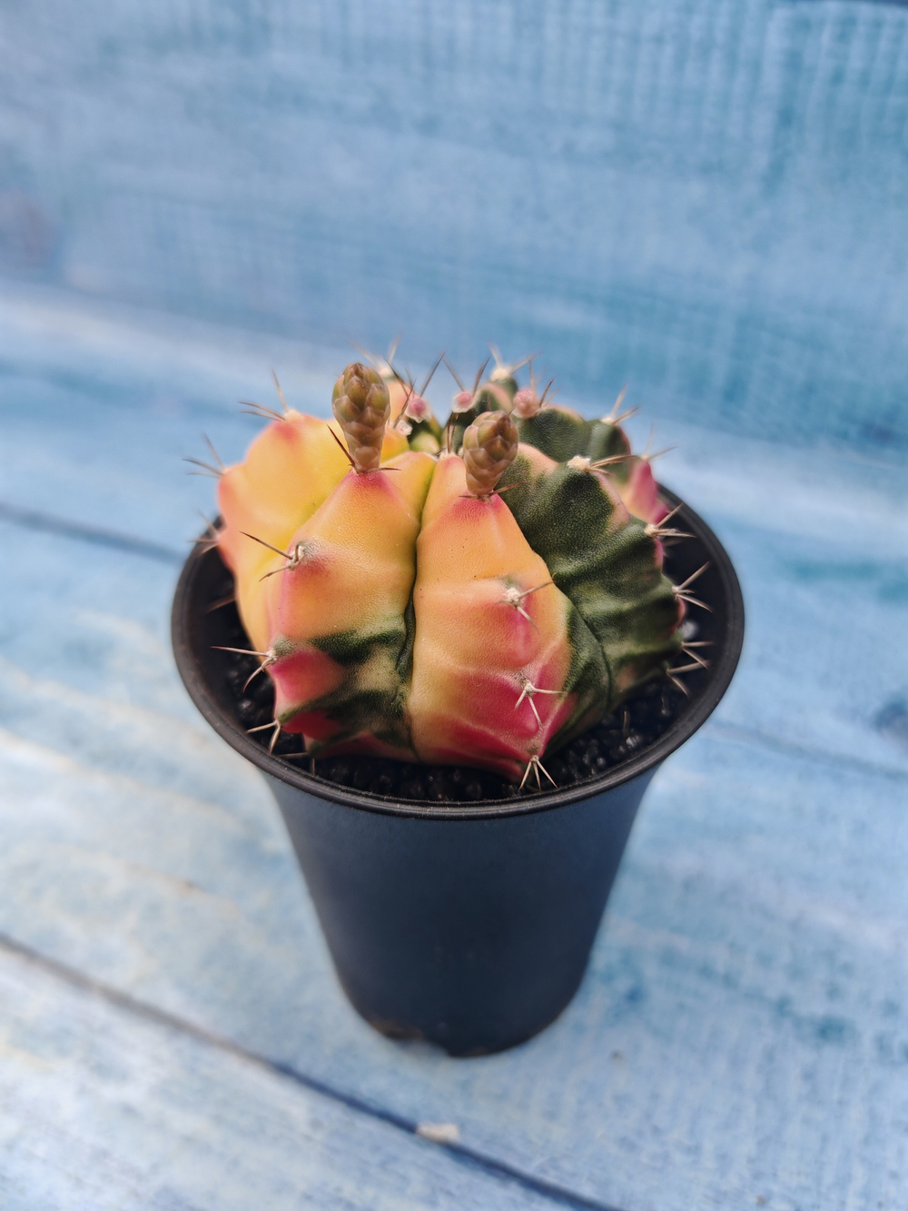 Gymnocalycium Variegata (Гимнокалициум Вариегатный)