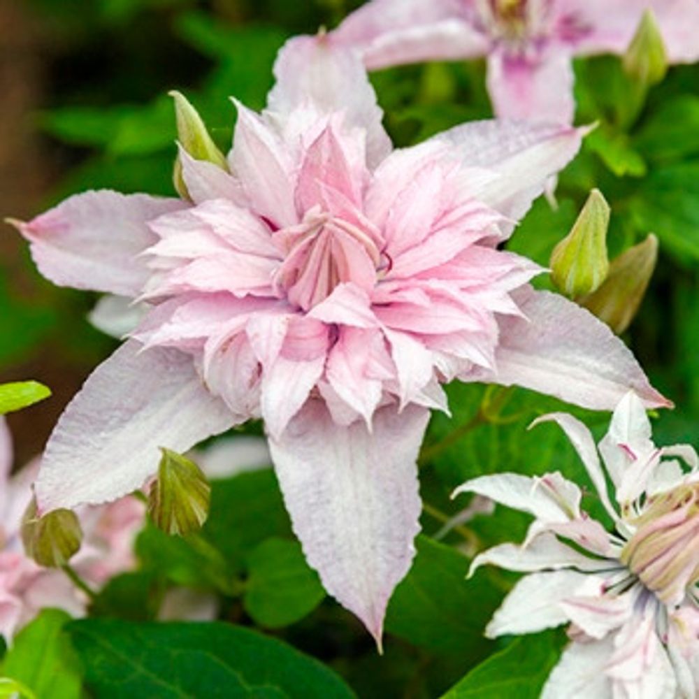 клематис мульти пинк multi pink. клематис мульти пинк. клематис мульти пинк в дизайне. клематис мультик пинк. клематис multi pink.
