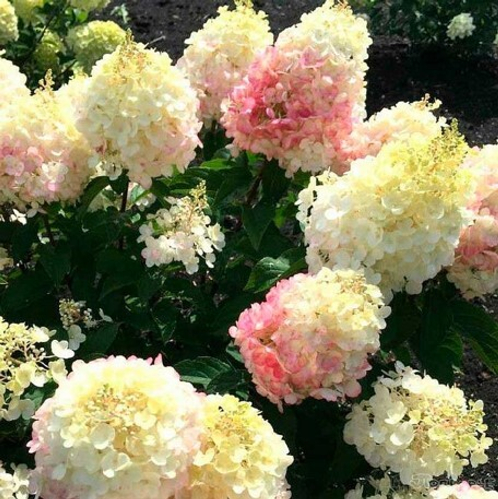 "Литтл Блоссом" ("Little Blossom") метельчатая гортензия июль 2025 г