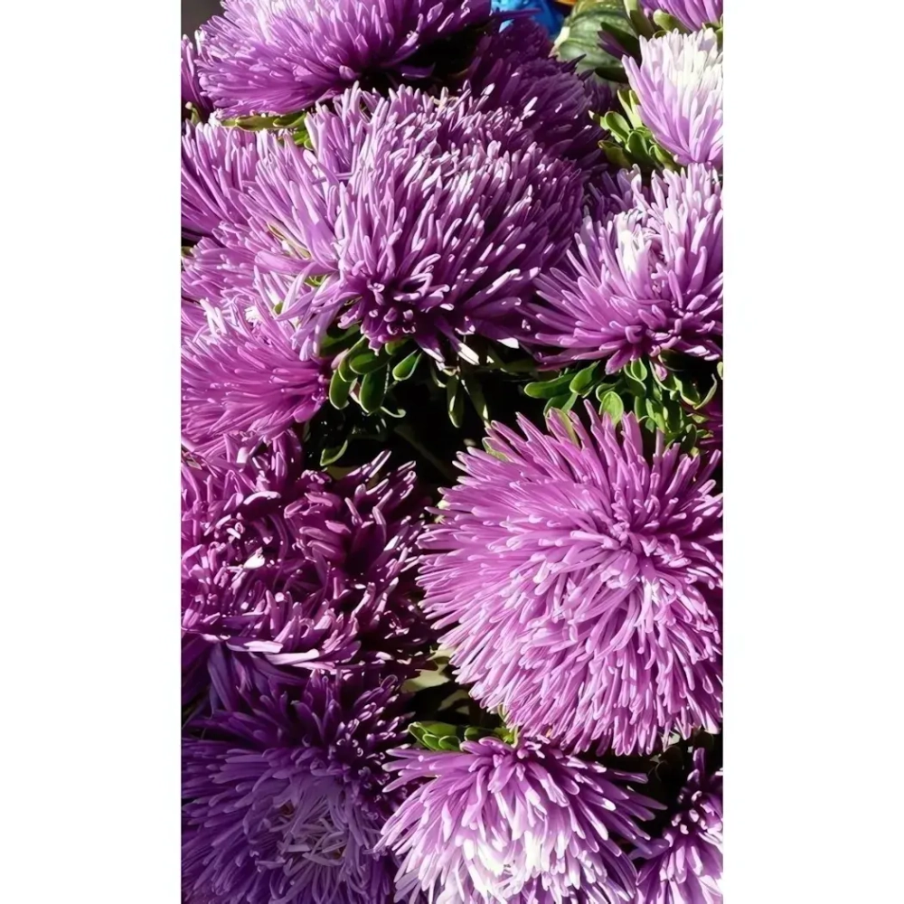 Семена Астра коготковая Люкс (УД) Е/П