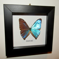 Бабочка Morpho aega в рамке
