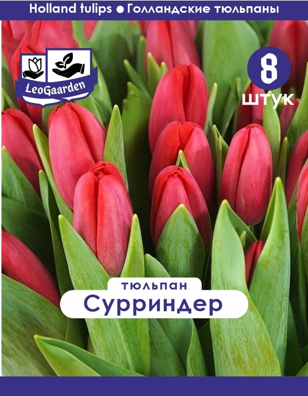 Тюльпан Луковица, Сурриндер, 8 шт