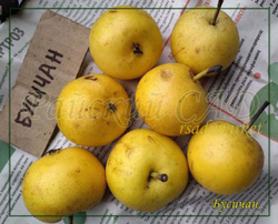 Груша Бусичан