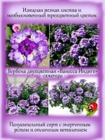Вербена Ванесса Индиго полуампельная