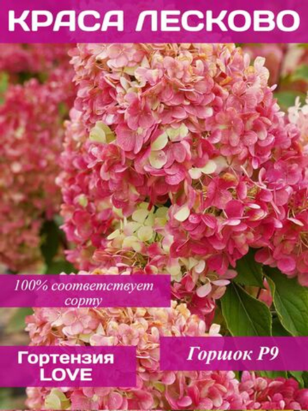 Краса Лесково гортензия метельчатая