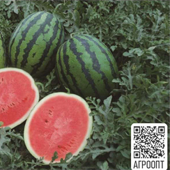 Один F1 семена арбуза (Bejo / Бейо)