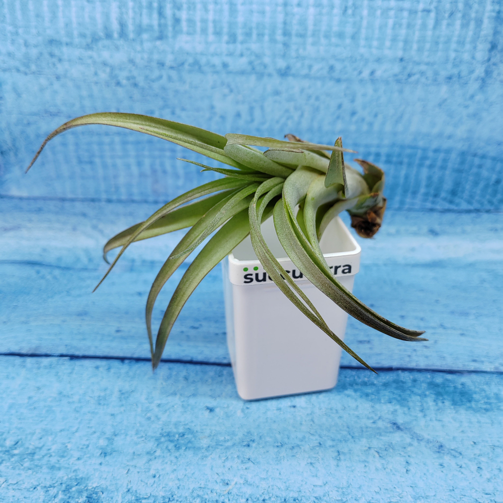 Тillandsia Capitata (Тилландсия Капитата)