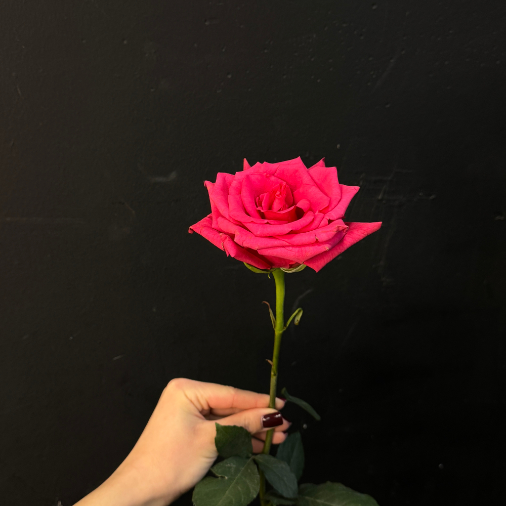 Роза hot explorer 60 см / 1 шт