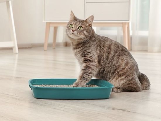 Кошка ест наполнитель: причины