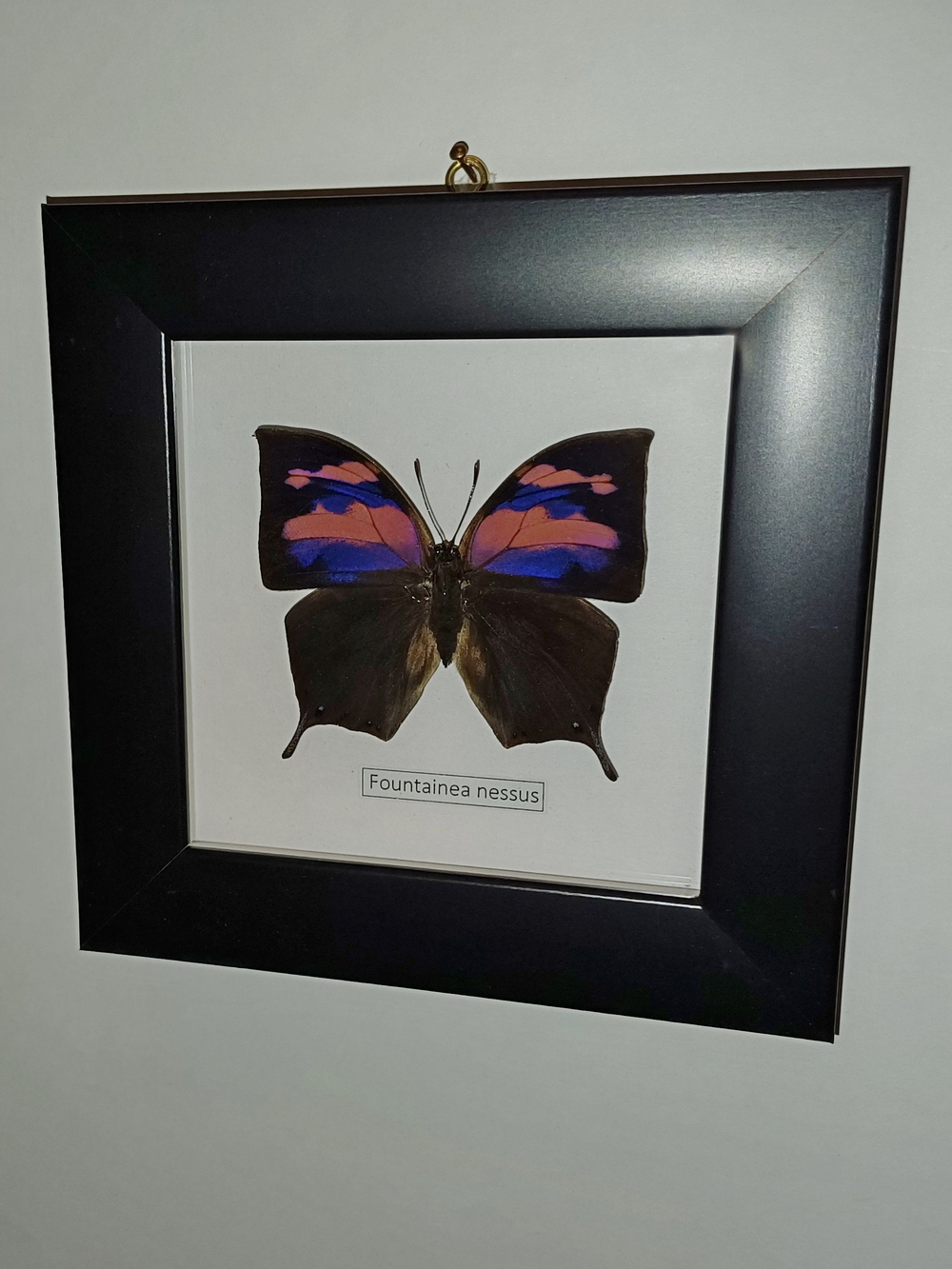 Бабочка Fountainea nessus в рамке