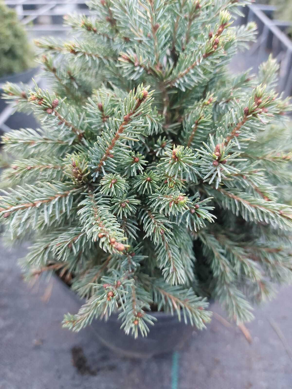 Ель picea glauca Echiniformis