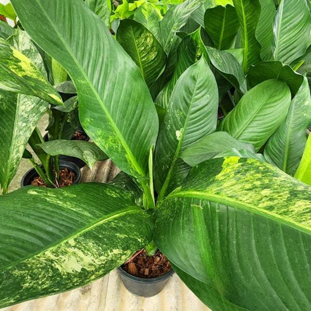 Диффенбахия DAGUENSIS VAR