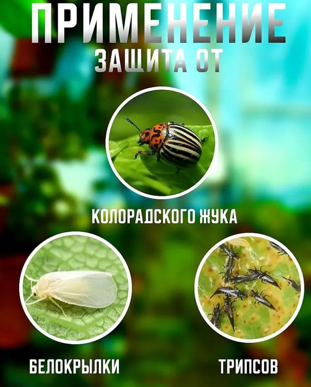 Препарат от насекомых-вредителей Зубр, 1 мл